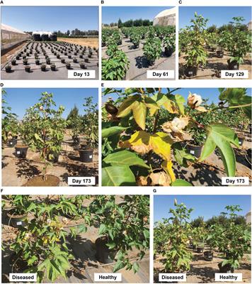 The cotton charcoal rot causal agent, Macrophomina - Frontiers